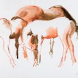 cavalli-jpg