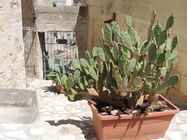 6c0f9149e73f15fdb9997746d74c829c__basilicata-626.jpg